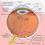 Como ocorre o descolamento da retina - destacada