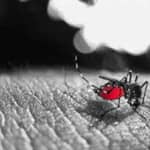Eliminar o mosquito da dengue Ajude e siga estas dicas - destacada