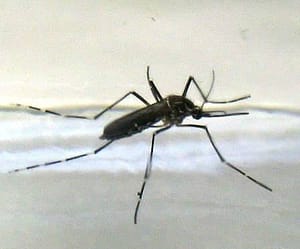 Aedes mosquito Dengue