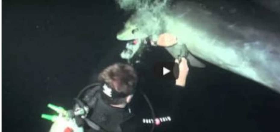 Golfinho pede ajuda para mergulhadores em vídeo incrível de resgate - destacada