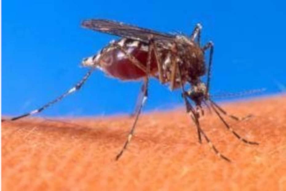Larvicida contra dengue - destacada