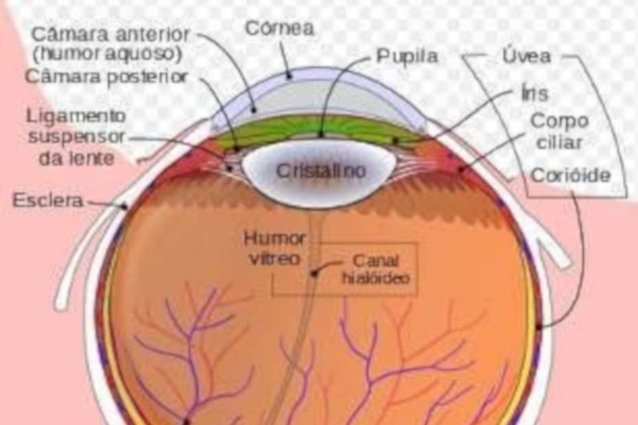 Como ocorre o descolamento da retina - destacada